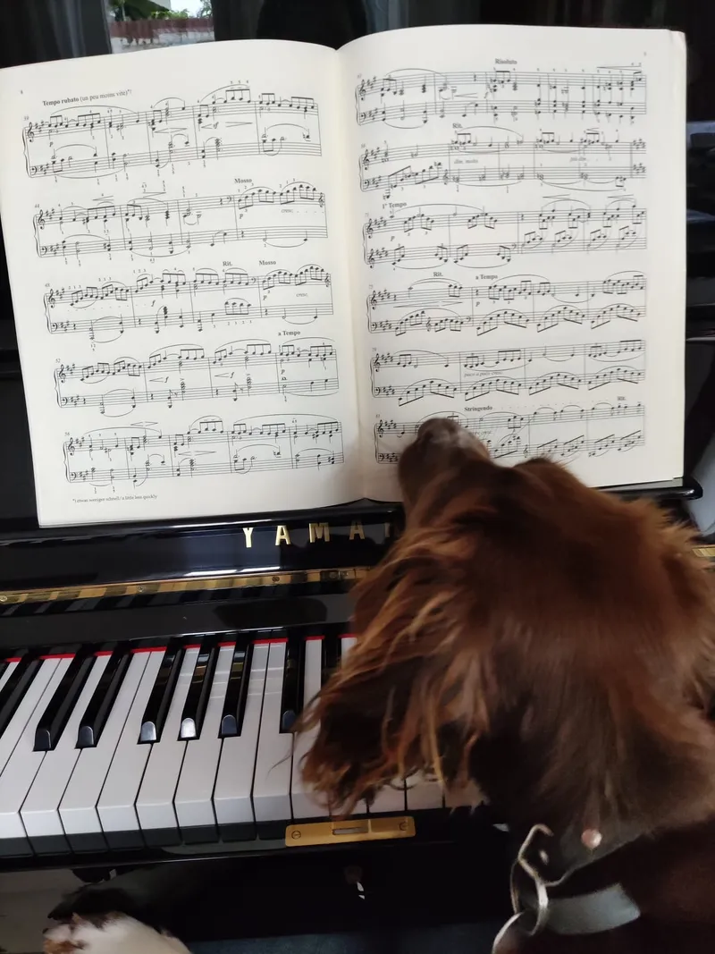 Een hond kijkt mee naar de bladmuziek op de piano